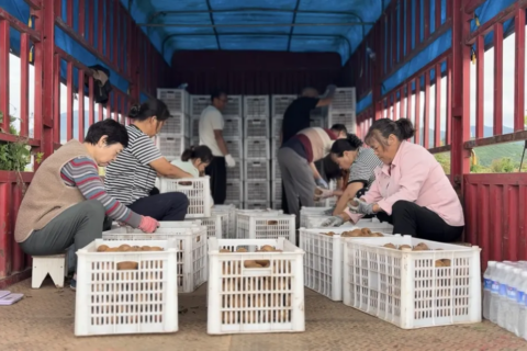 總產值破40億！漢中果業成農戶甜蜜事業